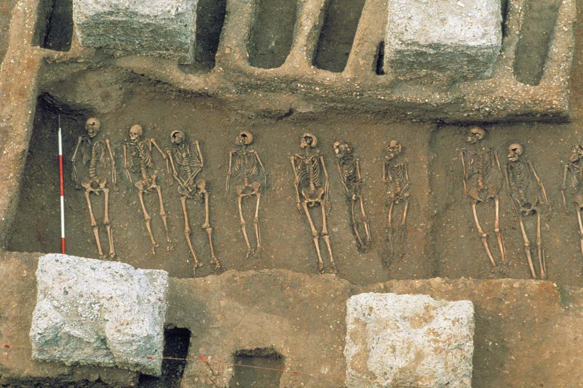 A close-up view of a burial trench between rows of individual graves, excavated between the concrete foundations of the Royal Mint, from the excavation of the Black Death cemetery, East Smithfield, London, view looking west. (Photo by MOLA/Getty Images)