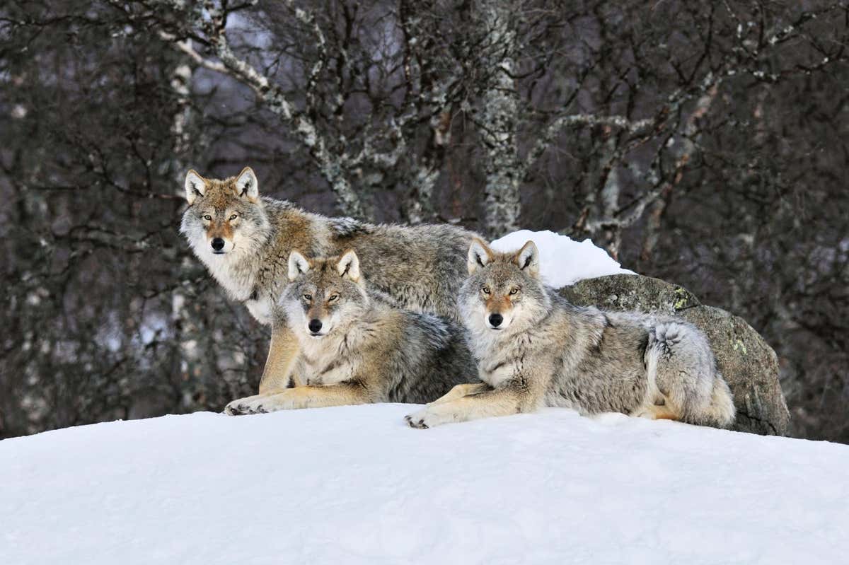 H8AYEJ Gray Wolf (Canis lupus) pack in the snow, Norway